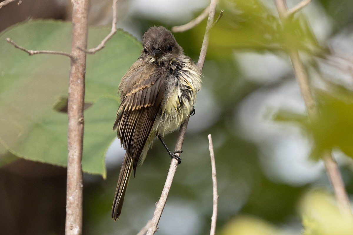 Eastern Phoebe - ML641360528