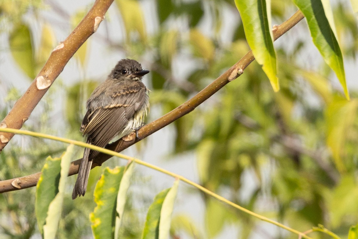 Eastern Phoebe - ML641360550