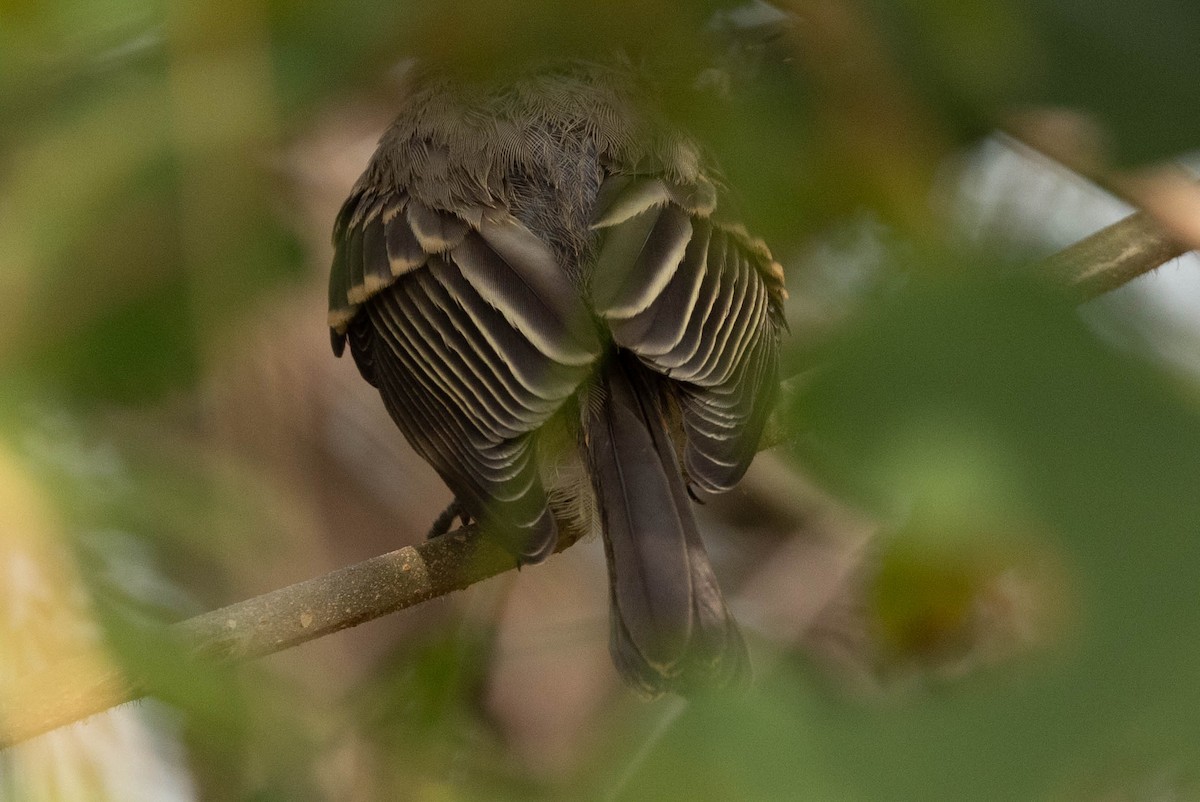 Eastern Phoebe - ML641360556