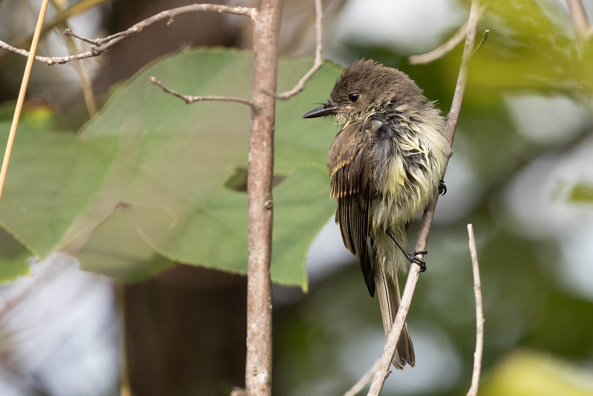 Eastern Phoebe - ML641360560