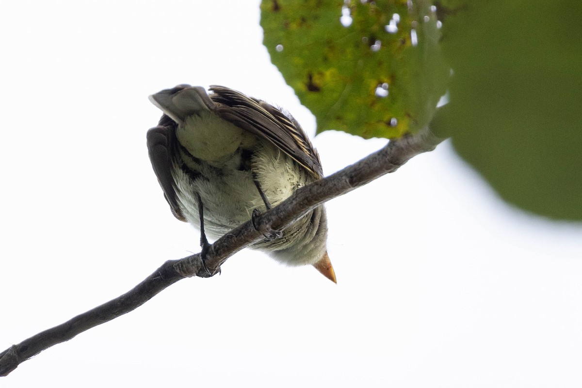 Empidonax sp. - ML641360568