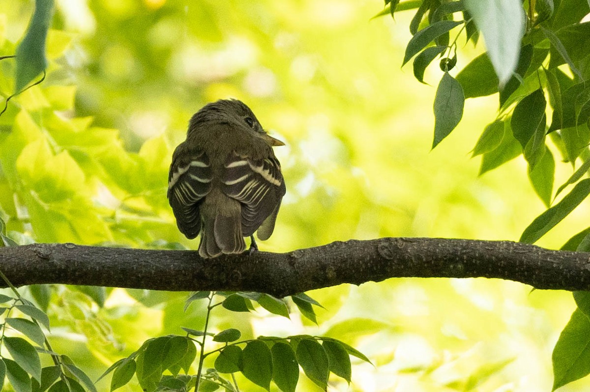 Empidonax sp. - ML641360573
