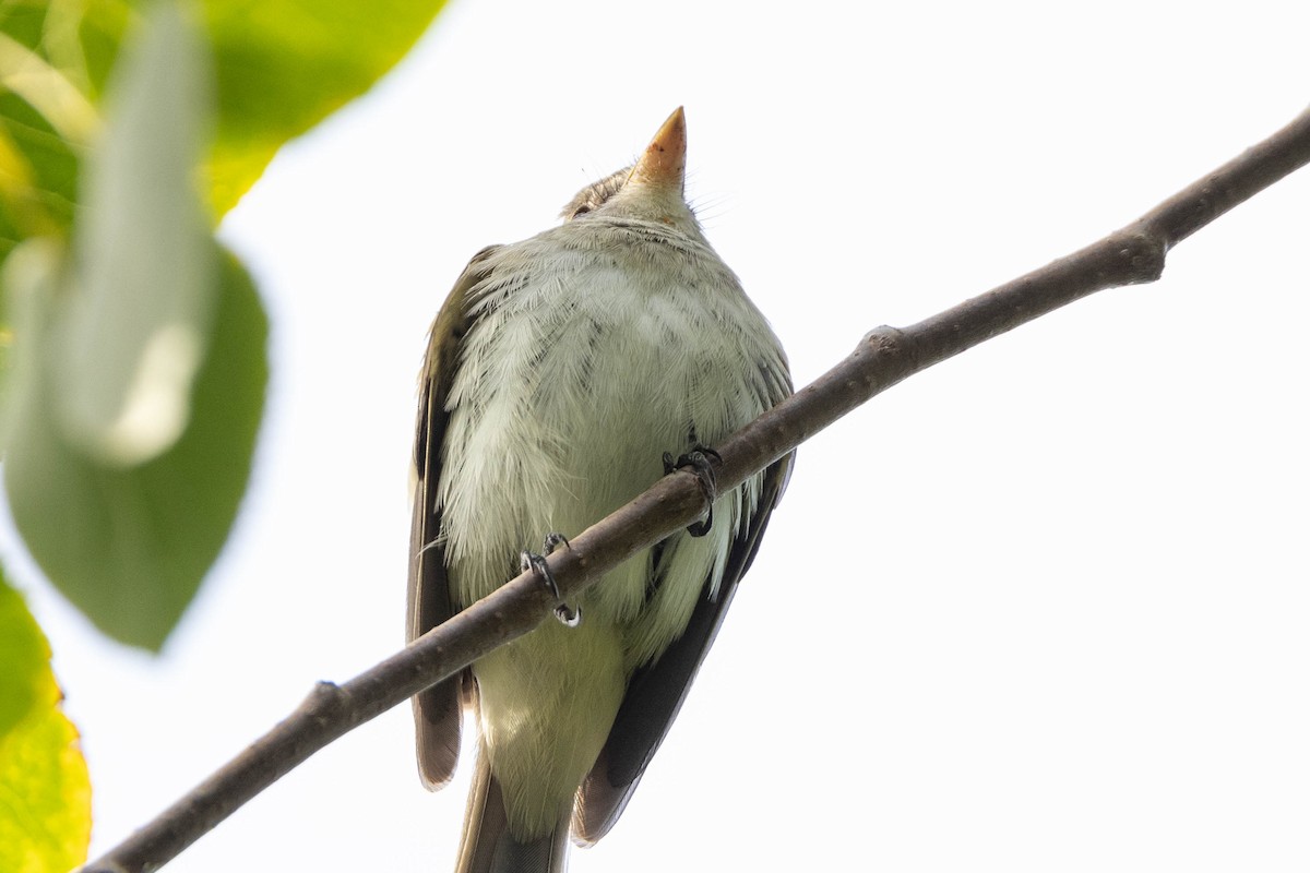 Empidonax sp. - ML641360576
