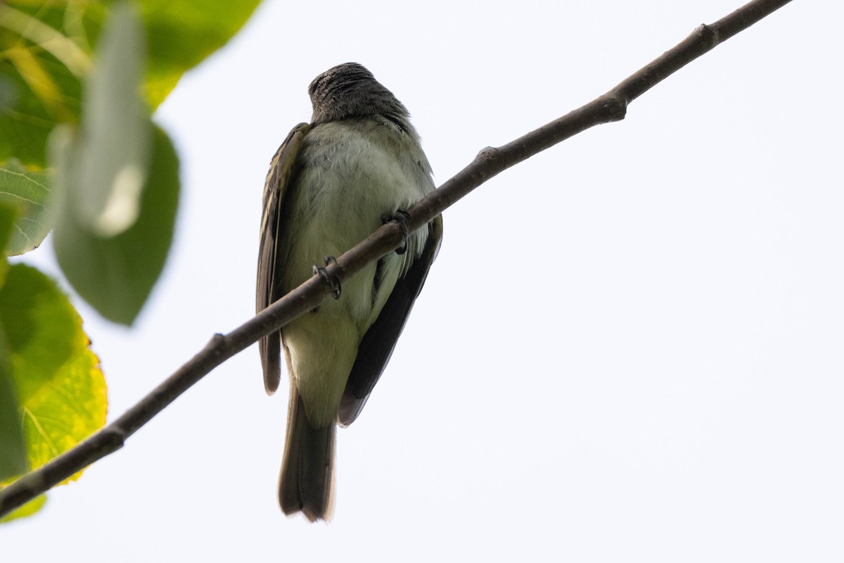Empidonax sp. - ML641360577