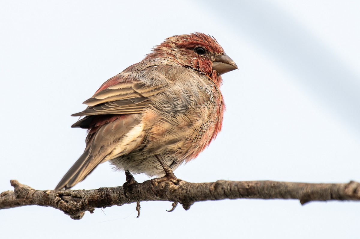 House Finch - ML641360578