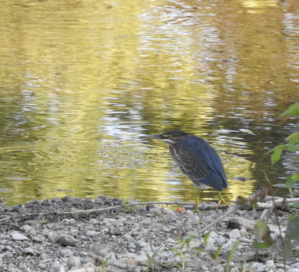 Green Heron - ML641360592