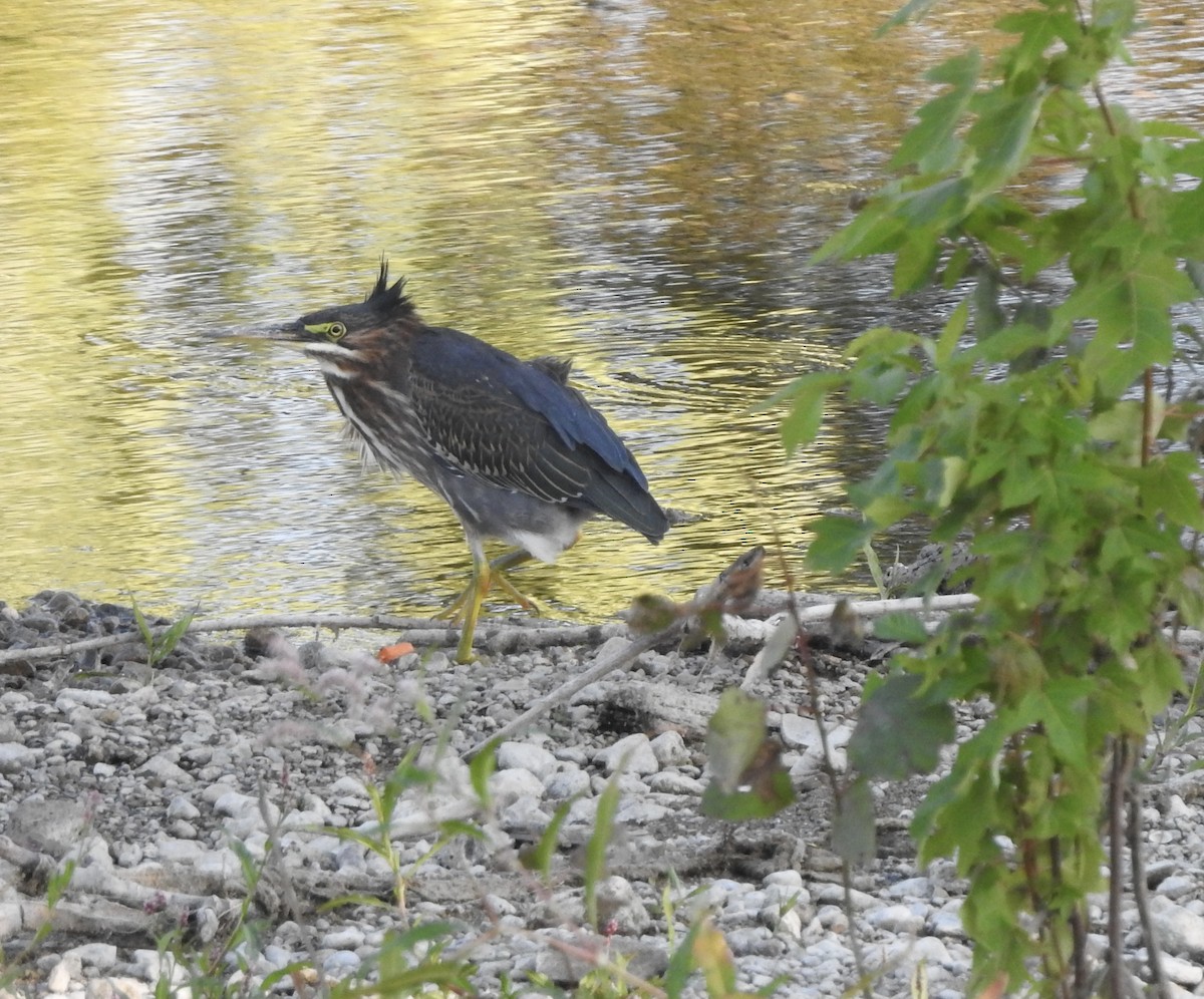 Green Heron - ML641360593
