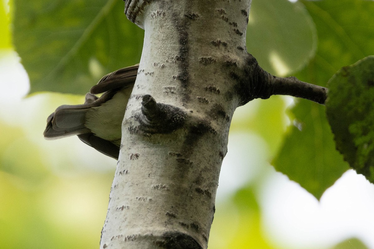 Empidonax sp. - ML641360594