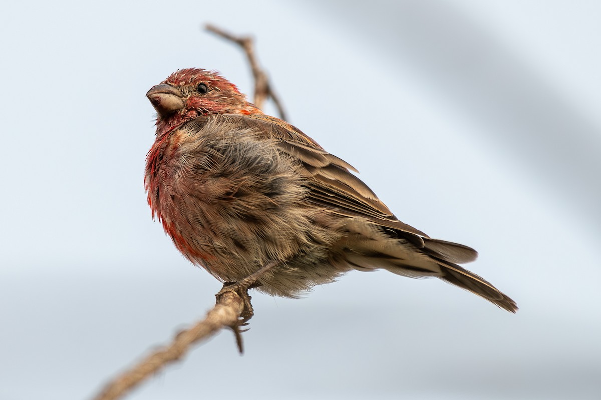 House Finch - ML641360595