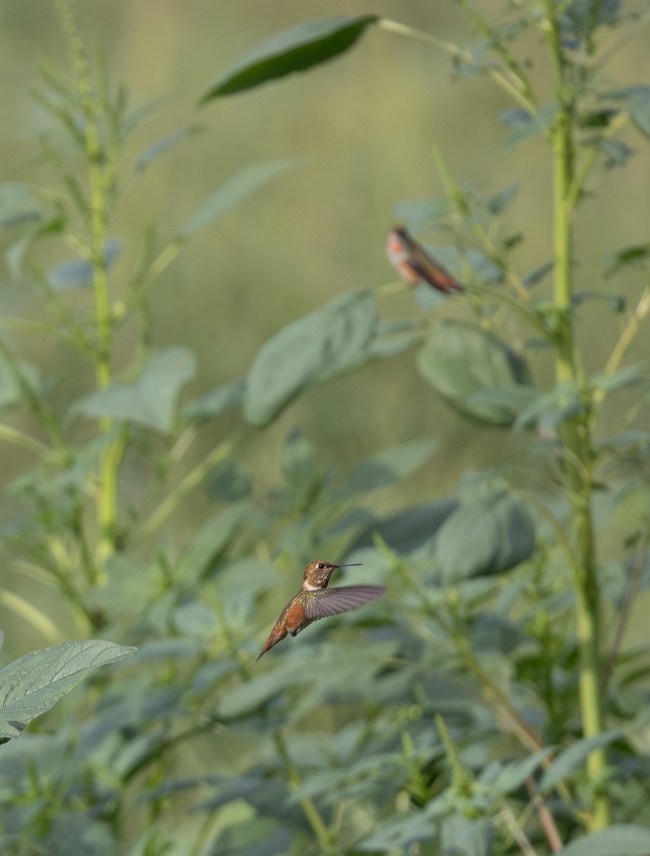 Rufous Hummingbird - ML641360599