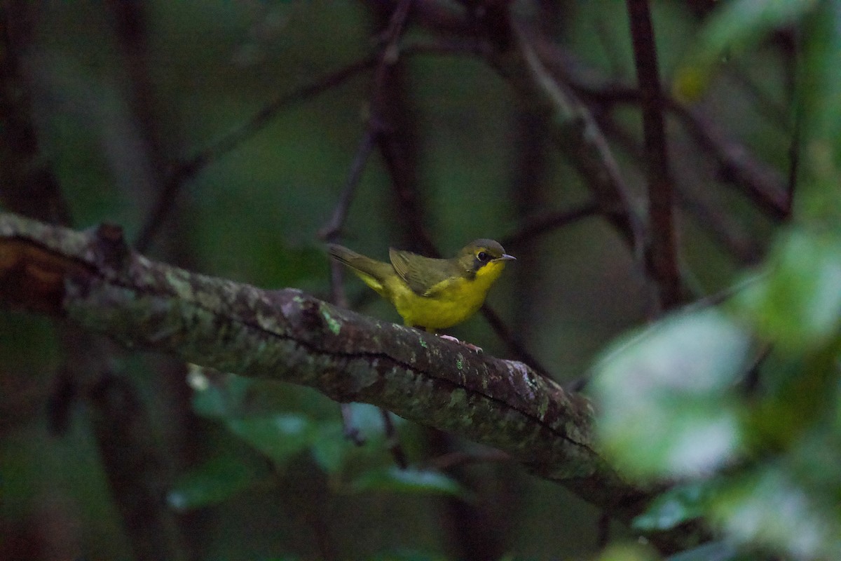 Kentucky Warbler - ML641360654