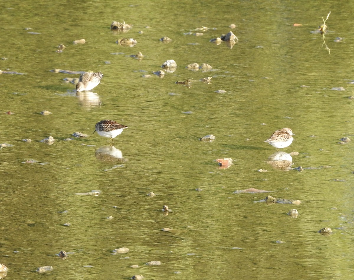 Least Sandpiper - ML641360678