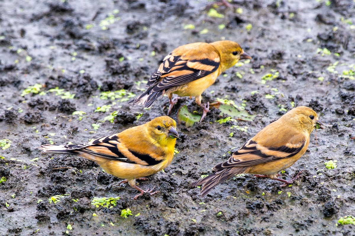 American Goldfinch - ML641360682