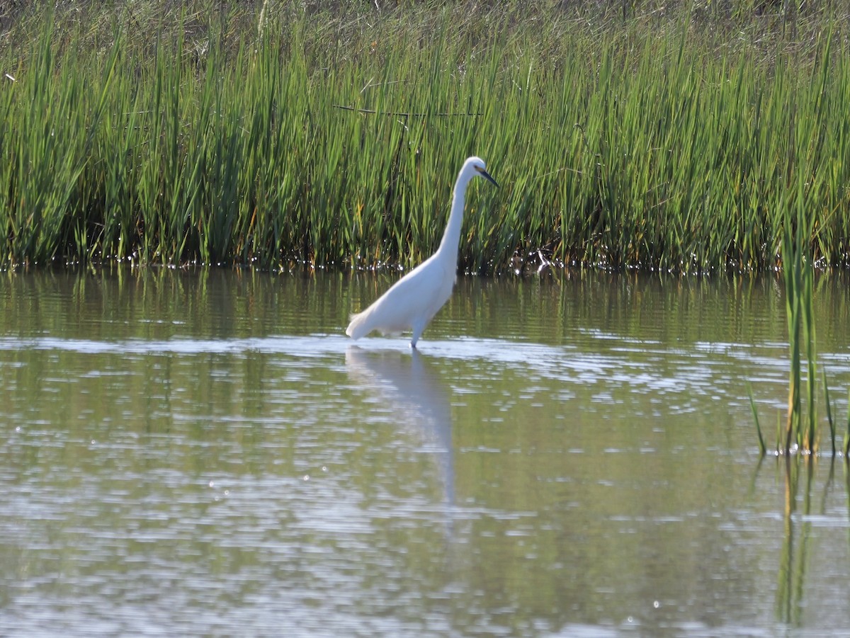 Snowy Egret - ML641360688