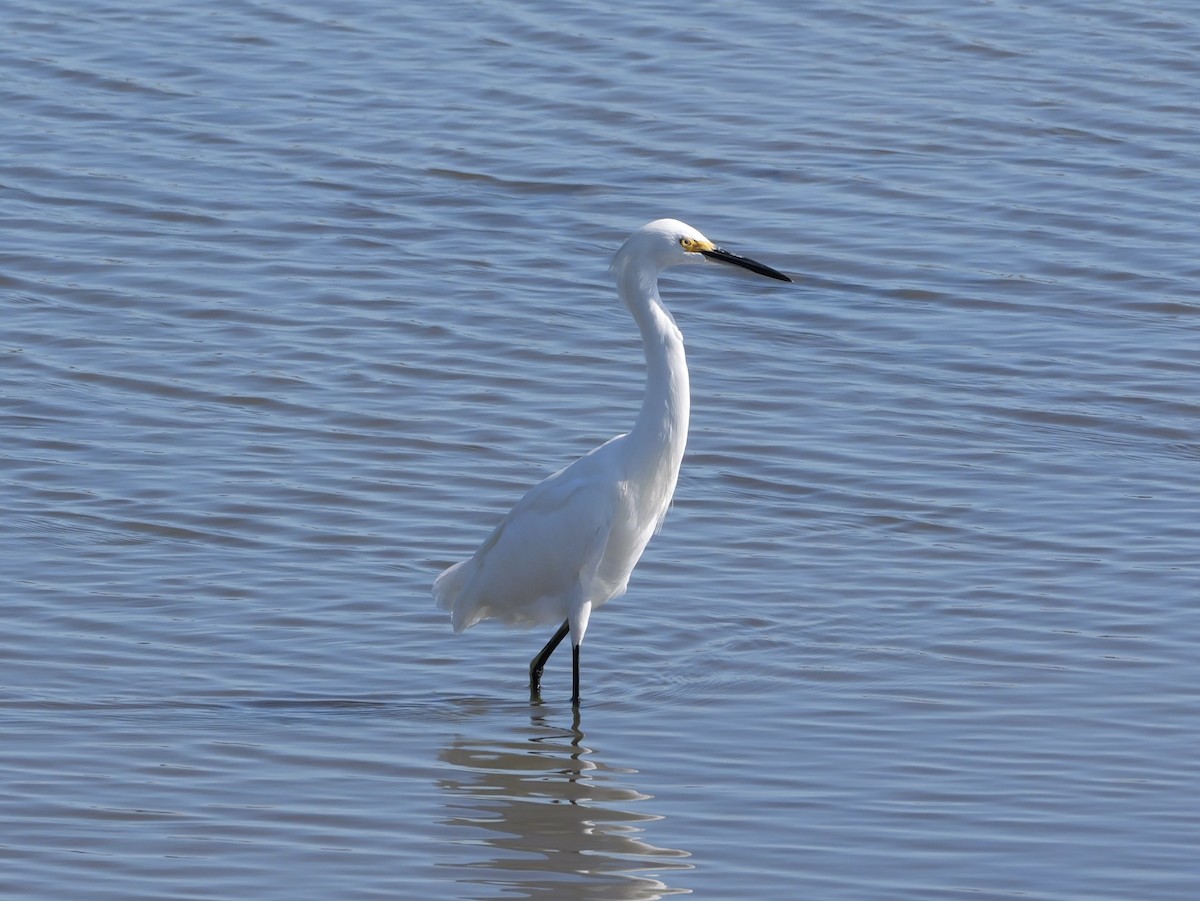 Snowy Egret - ML641360689