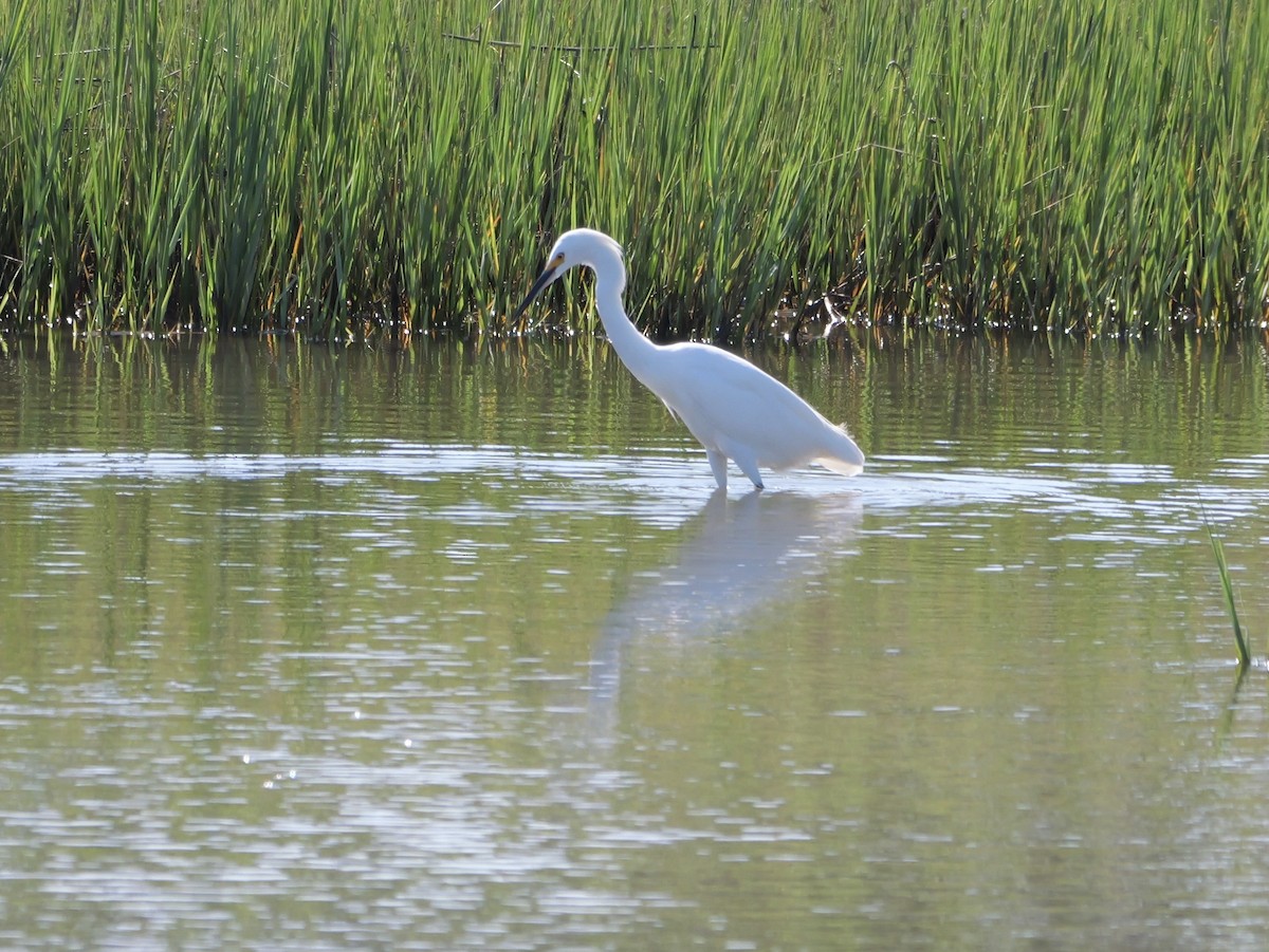 Snowy Egret - ML641360690