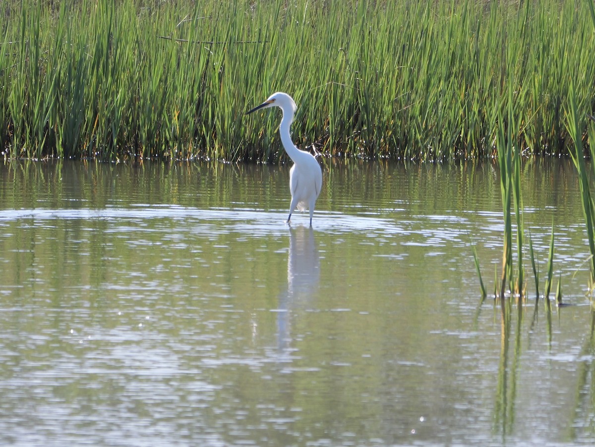 Snowy Egret - ML641360691