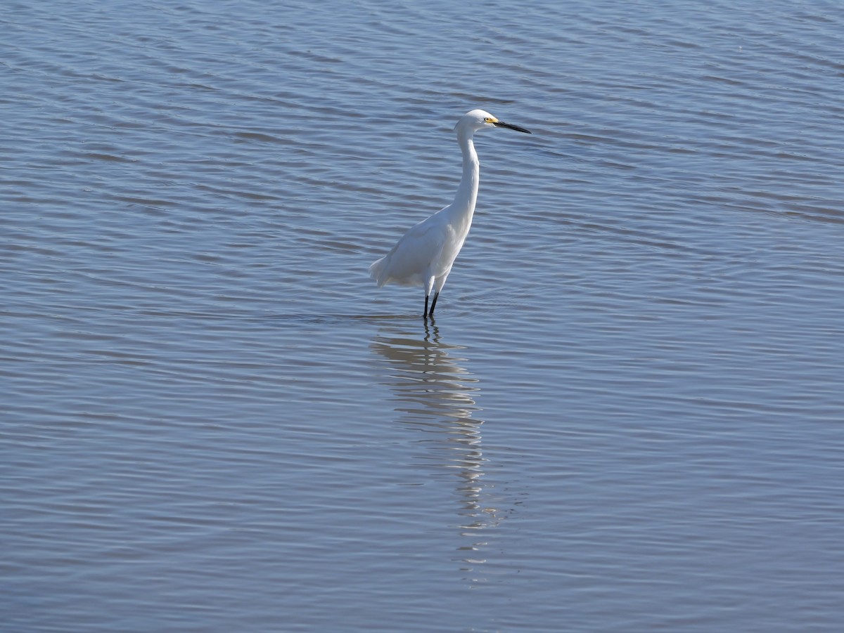 Snowy Egret - ML641360692