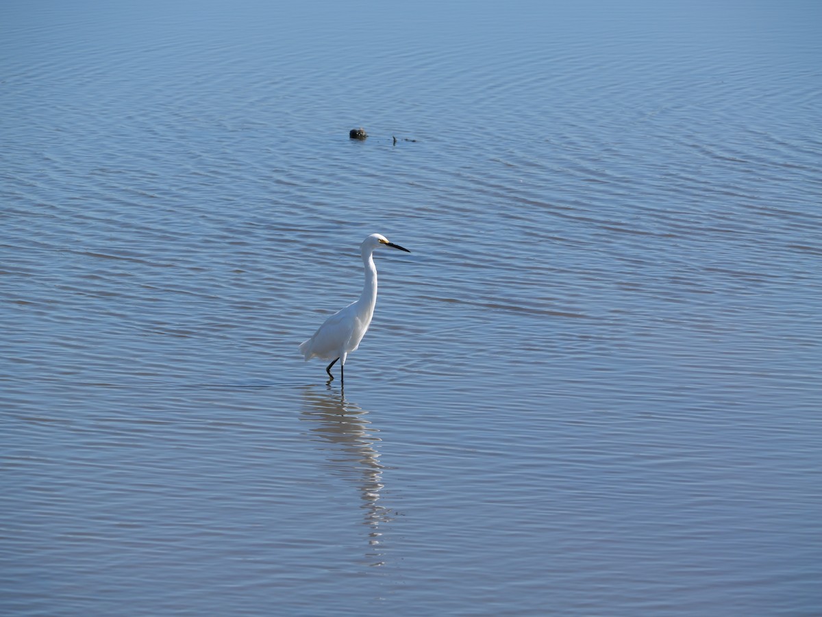 Snowy Egret - ML641360695