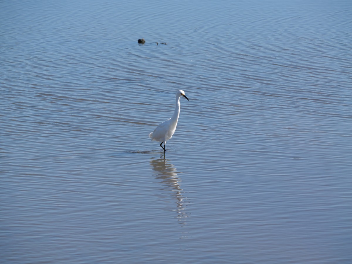 Snowy Egret - ML641360696