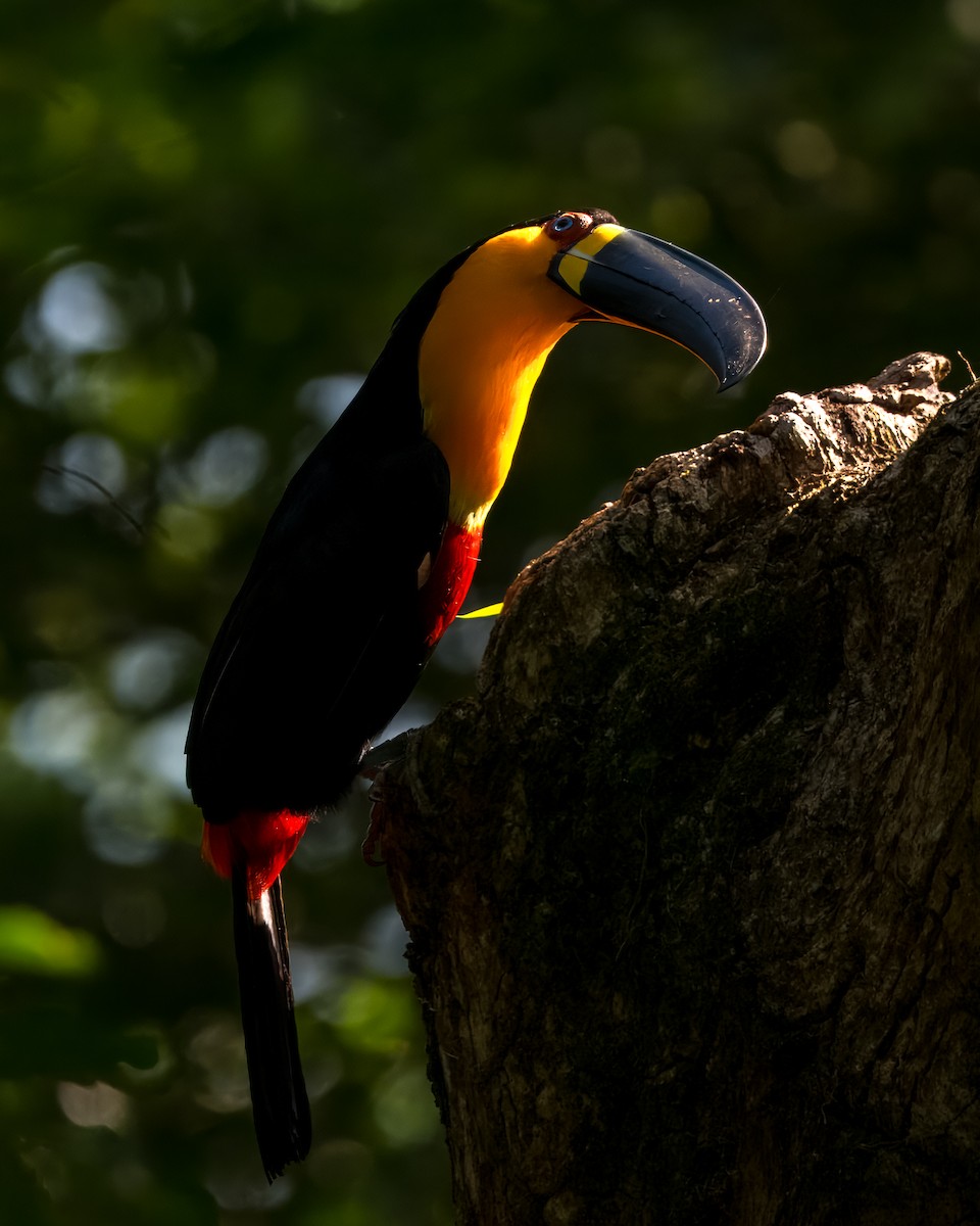 Channel-billed Toucan - ML641360706