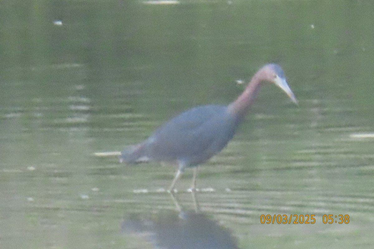 Little Blue Heron - ML641360742