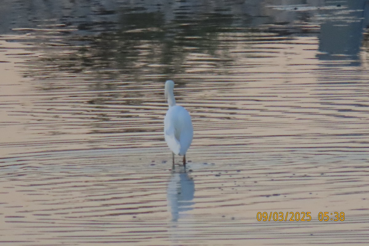 Snowy Egret - ML641360778