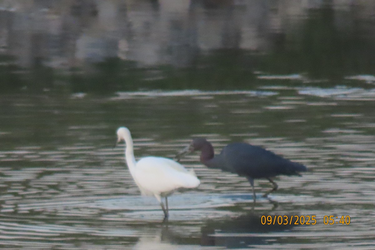 Snowy Egret - ML641360779