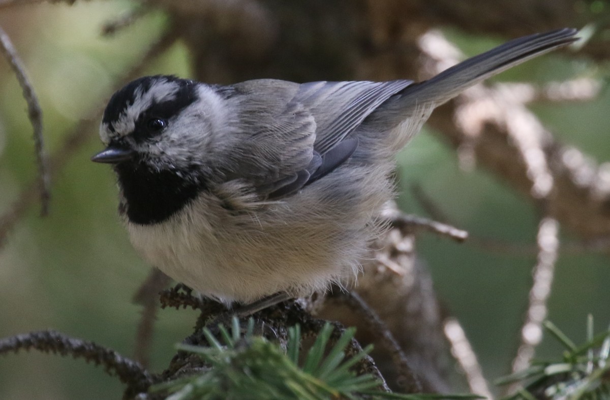 Mésange de Gambel - ML641360785