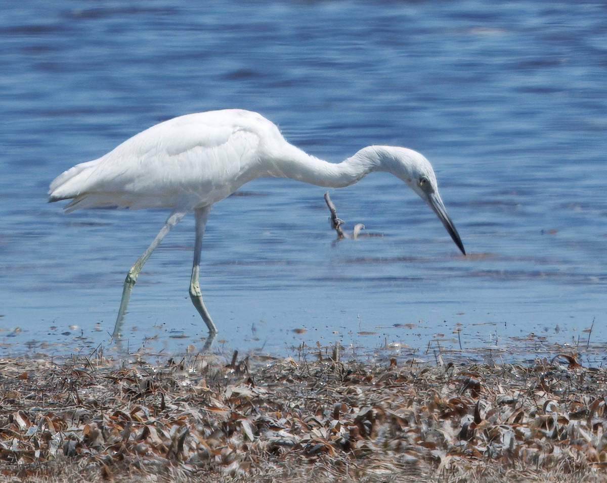 Little Blue Heron - ML641360787