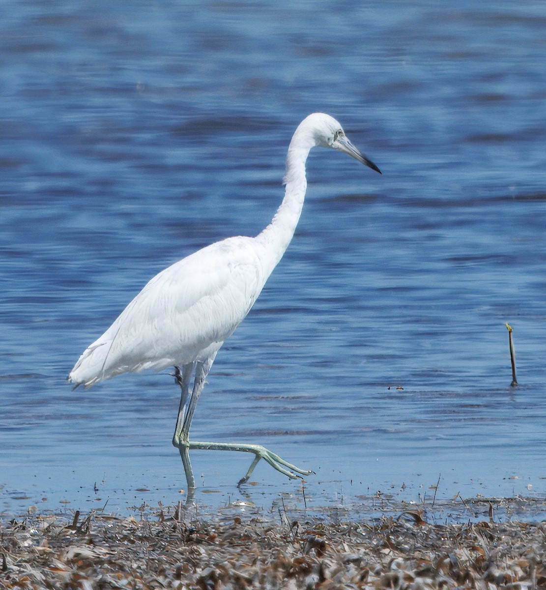 Little Blue Heron - ML641360788