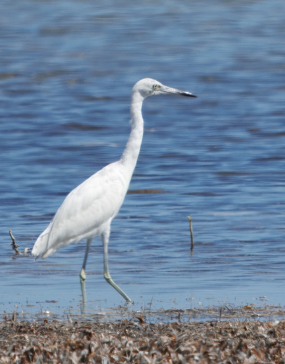 Little Blue Heron - ML641360789