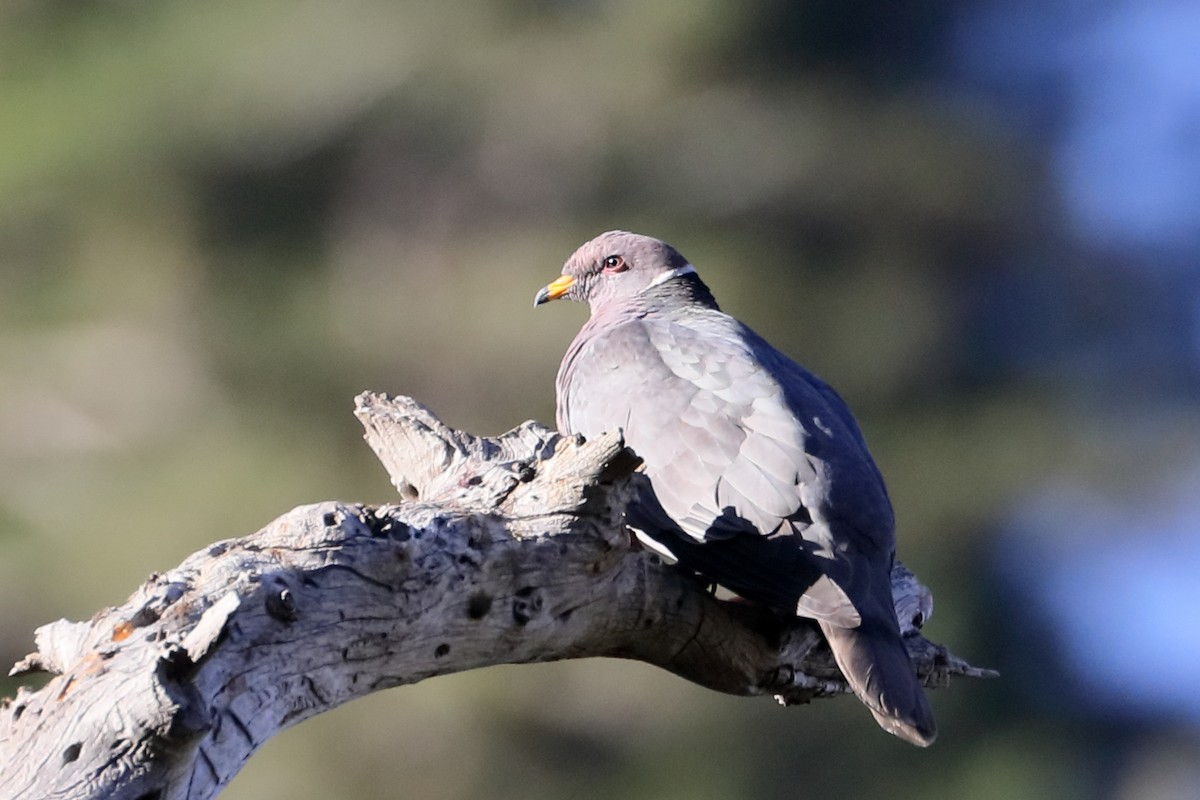 Band-tailed Pigeon - ML641360800