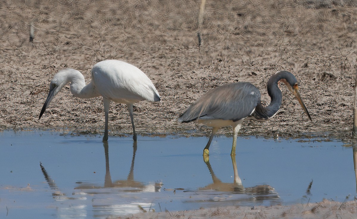 Little Blue Heron - ML641360801