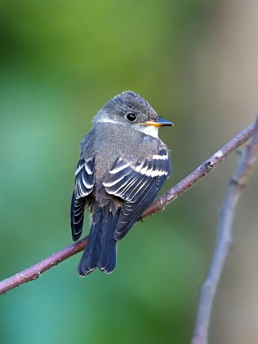 Eastern Wood-Pewee - ML641360805