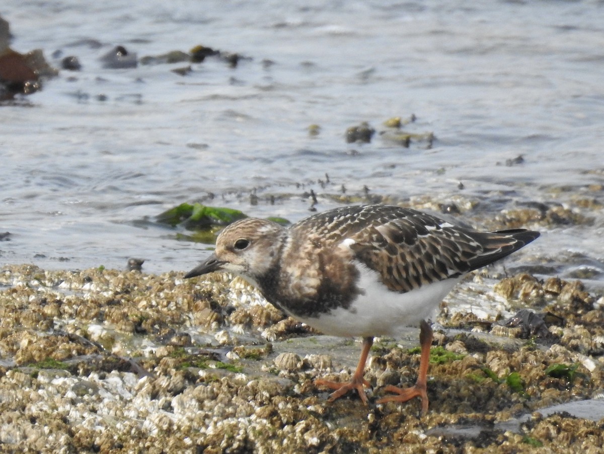 Ruddy Turnstone - ML641360818