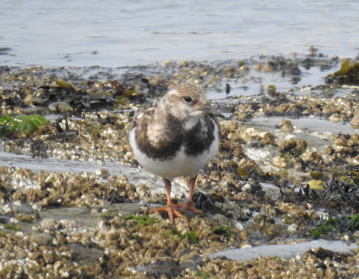 Ruddy Turnstone - ML641360819