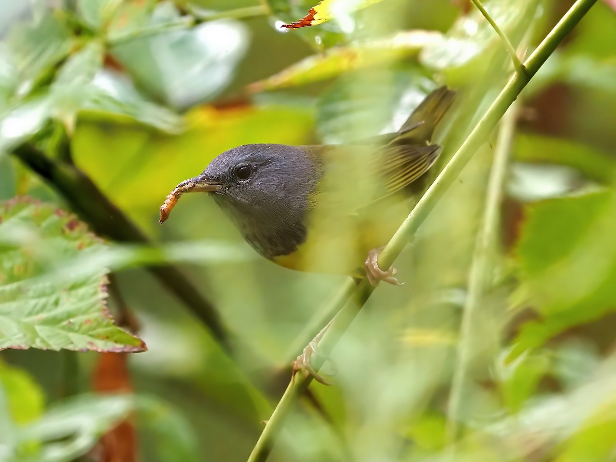 Mourning Warbler - ML641360861