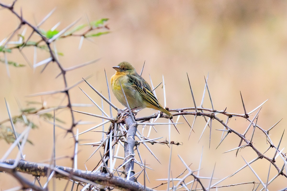 Speke's Weaver - ML641360863