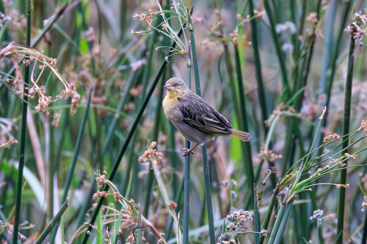 Speke's Weaver - ML641360888