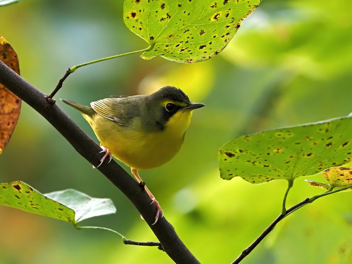 Kentucky Warbler - ML641360893