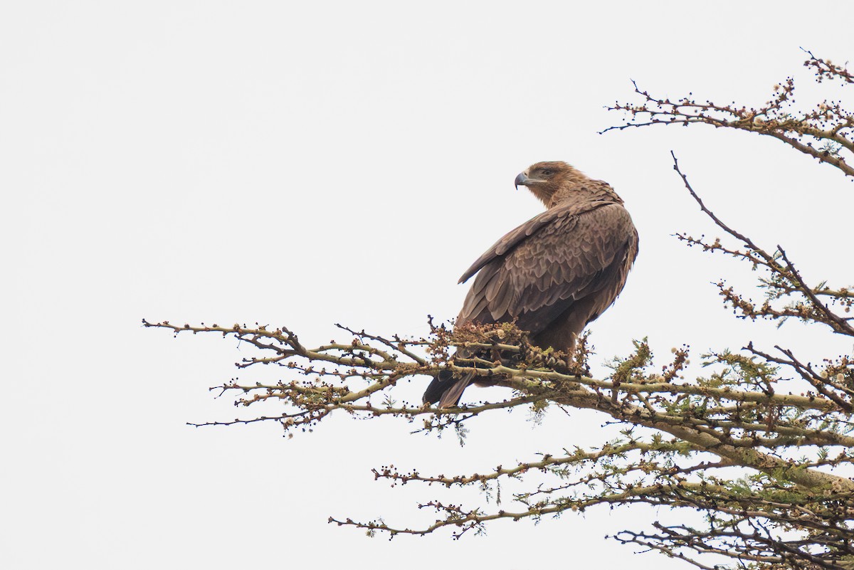 Tawny Eagle - ML641360896