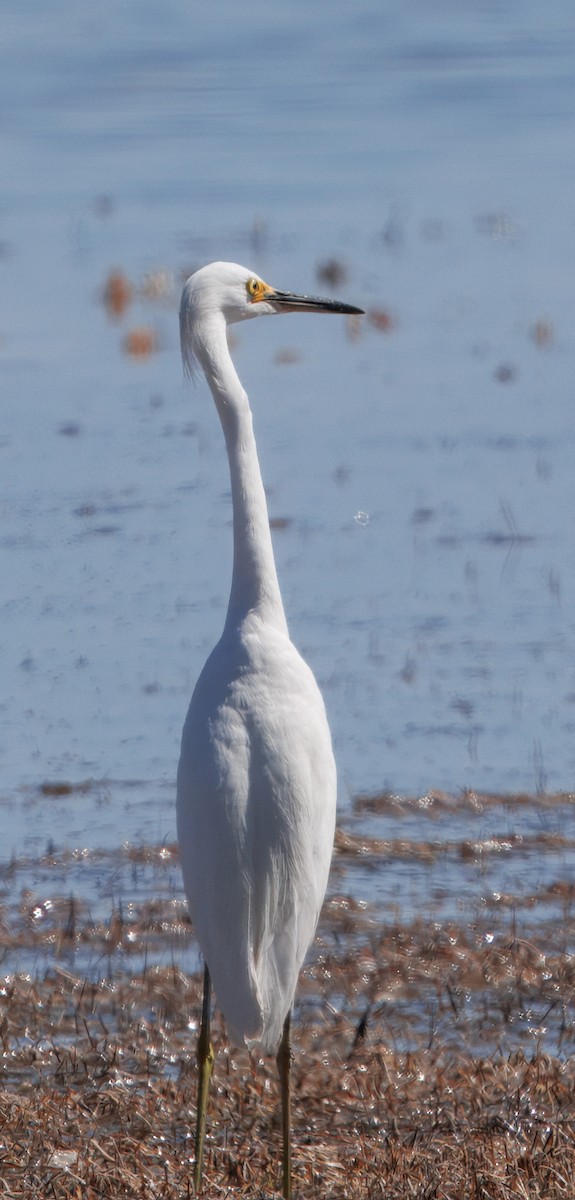 Snowy Egret - ML641361009