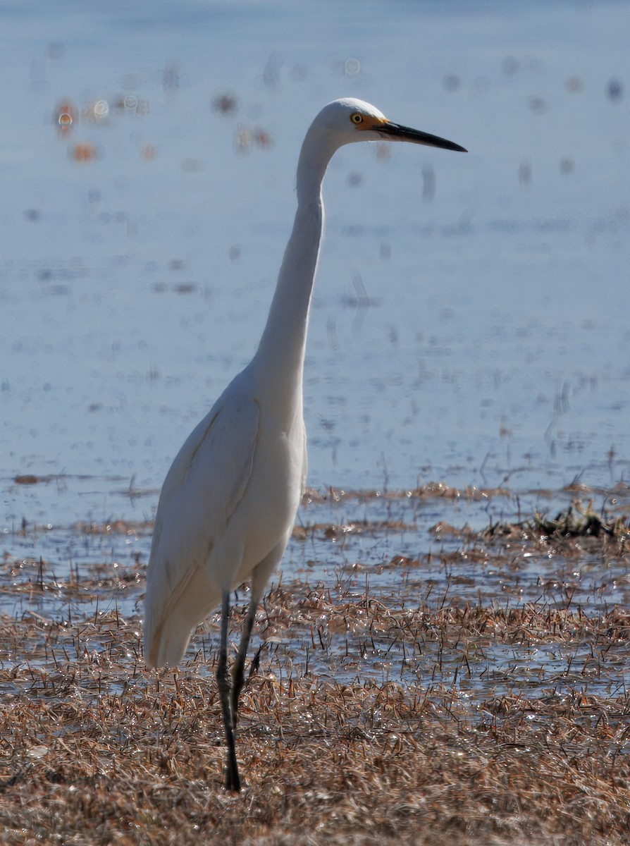 Snowy Egret - ML641361010