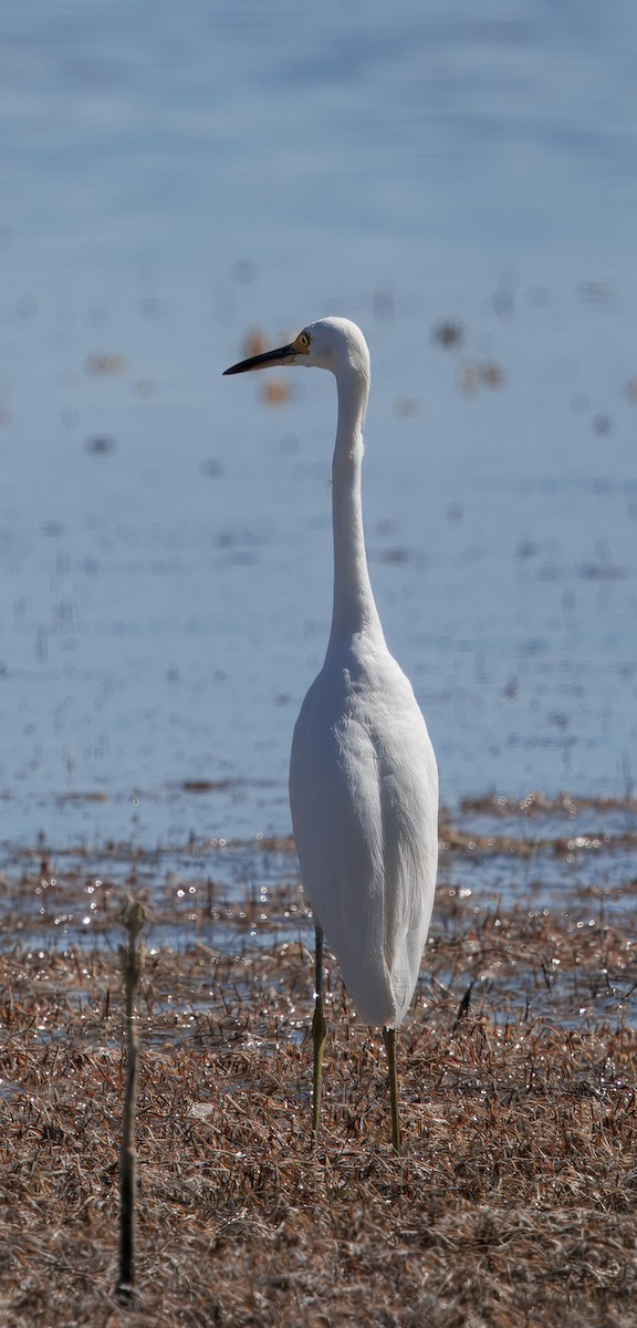 Snowy Egret - ML641361011