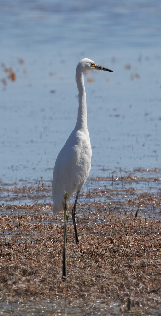 Snowy Egret - ML641361012