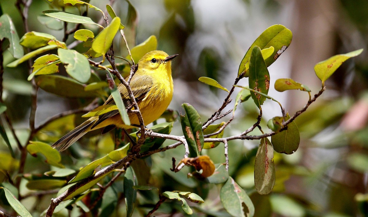 Vitelline Warbler - ML641361035