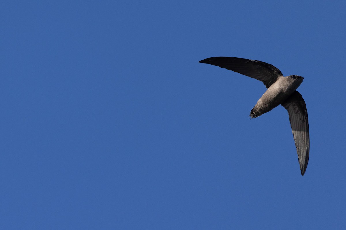 Chimney Swift - ML641361085