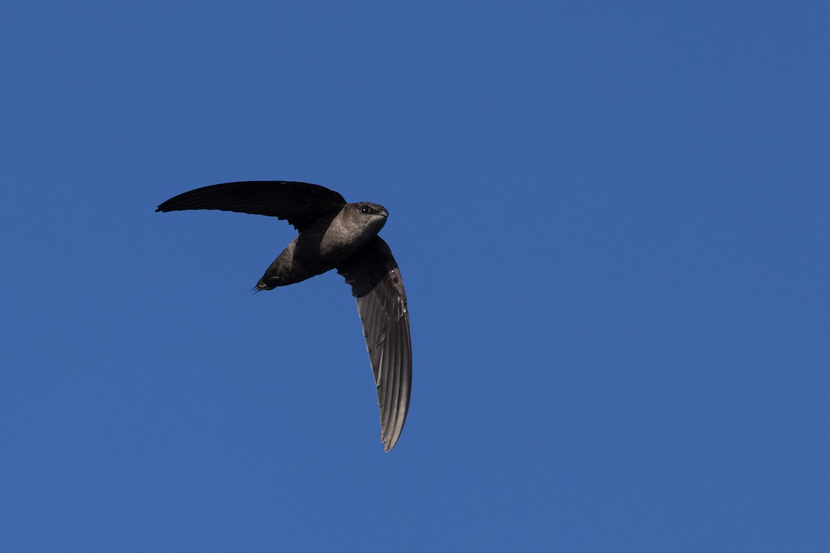 Chimney Swift - ML641361086