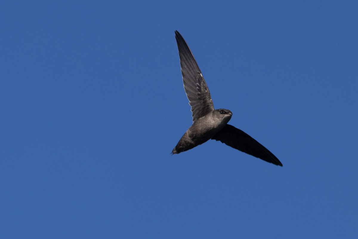Chimney Swift - ML641361087